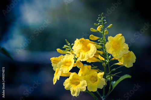 yellow elder yellow bells or trumpet vine flowers scientific