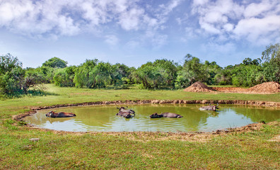 Buffalos in a water on hot sunny day