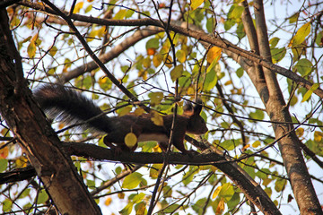 The Squirrel between the branches and leaves