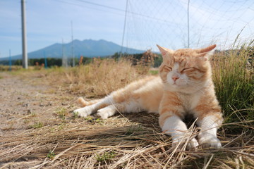 猫と八ヶ岳