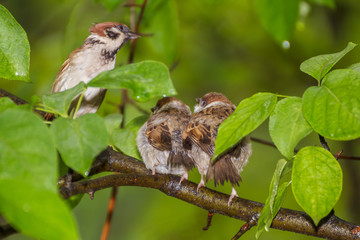 The sparrow family on a branch