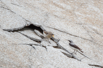 Wheatear chick requires food from his father