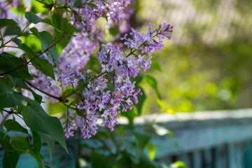 Obraz premium Purple lilac flowers on a bush