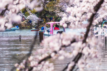 桜咲く春の井の頭公園