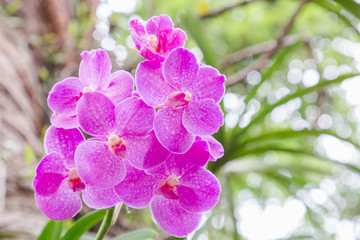 Naklejka na ściany i meble Orchid flower in orchid garden at winter or spring day for postcard beauty and agriculture idea concept design. Vanda coerulea orchid. Hybrid orchid.