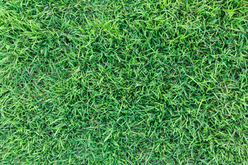 Green grass texture or green grass background. green grass for golf course, soccer field or sports...