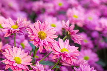 Obraz na płótnie Canvas Chrysanthemum pink flowers in the garden.
