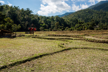 Rice Field after harvest, the Agriculture in the hill of forest mountain with cloudy sky, North of Thailand