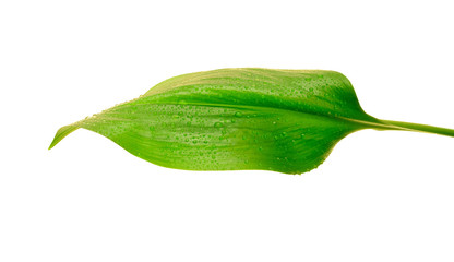 green leaf with drops of water