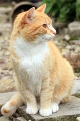 Young ginger cat observes the hunting ground