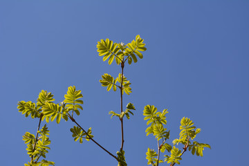 Obraz premium Young rowan leaves against clear blue sky.