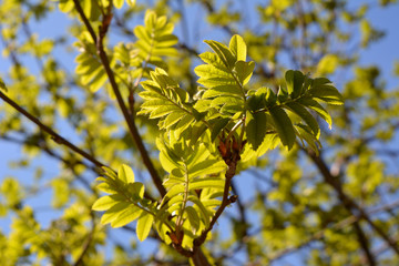 Rowan tree in spring. Young green leaves in sunny day.