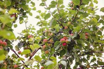 background with fresh natural ripe cultivated apple tree with fruits outdoors 