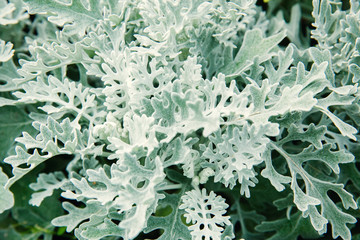 Cineraria maritima silver dust. Background Texture.