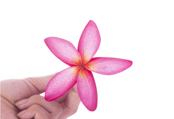 Fototapeta na wymiar Pink and Yellow Plumeria or Frangipani Flower in Hand