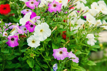 Petunia, Colorful Petunias Flower Nature Image Background