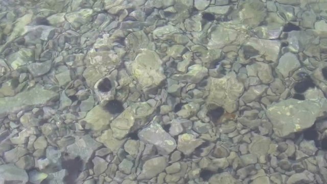 Sea urchin on the pebble bottom of the Adriatic Sea