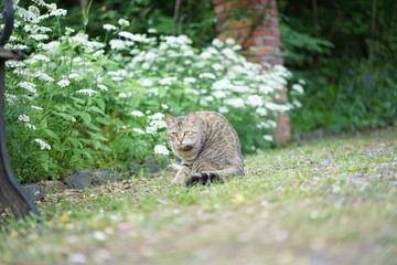 森と猫