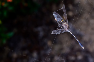 Dragonrfly on a spider web