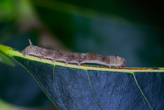 worm