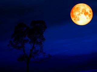 super blue blood moon over silhouette tree dark blue sky