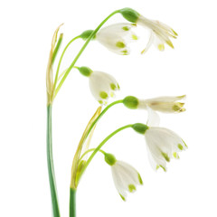 Obraz premium snowdrop flowers on the white