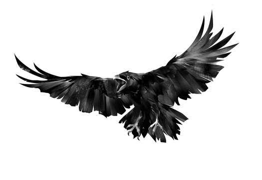 painted flying bird of a raven on a white background