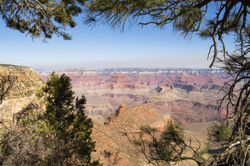 Grand Canyon through the pines