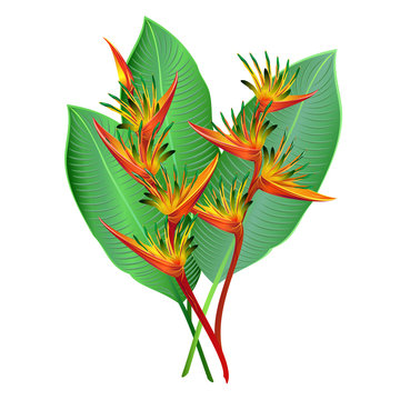 Heliconia flowers (parrot's flower, false bird-of-paradise, Heliconia psittacorum). Hand drawn vector illustration  on white background.