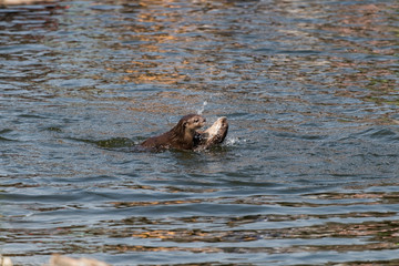 Fototapeta premium Loutres asiatiques jouant dans l'eau