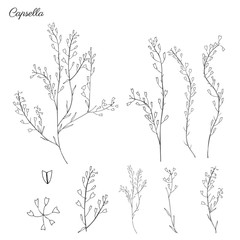 Capsella flower, Shepherd's purse, Capsella bursa-pastoris, the entire plant, hand drawn graphic vector illustration, doodle ink sketch isolated on white backdrop, contour style for design cosmetic