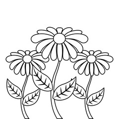 decoration three rose stem petal flower leaf botanical vector illustration outline design