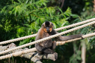 Gibbon a joues jaunes assis