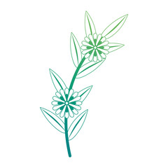 flower and leafs floral decoration vector illustration design
