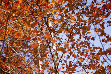 Red autumn leaves in Tai Tong Yuen Long Hong Kong