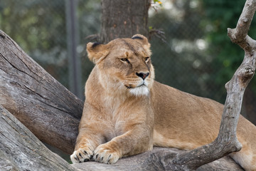 Lionne