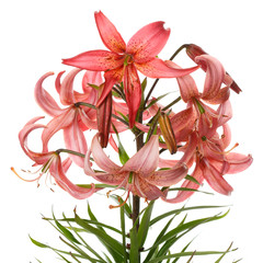 Flowering branch of a lily with orange flowers isolated on white background.