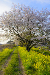 満開の桜