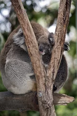 Photo sur Aluminium Koala koala with joey