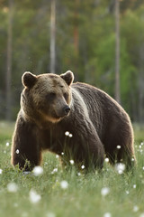 Naklejka na ściany i meble European Brown Bear with forest background