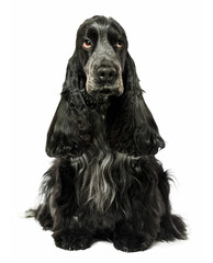 English cocker spaniel dog sitting isolated on white - obrazy, fototapety, plakaty