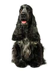 English cocker spaniel dog isolated on white - obrazy, fototapety, plakaty