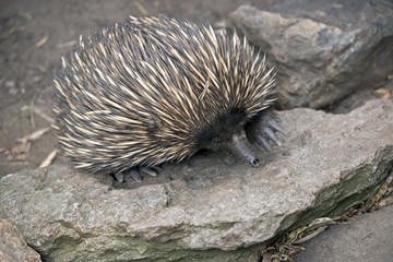 echidna