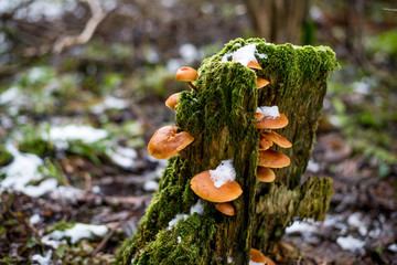 Forest stump with mushrooms