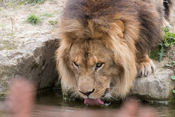 Naklejka premium Lion en train de boire