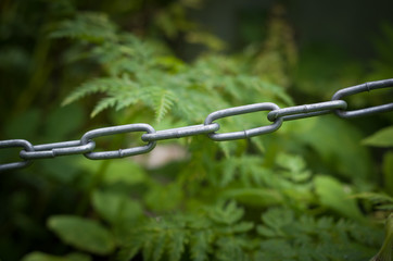 Obraz premium Iron chain against the background of vegetation.