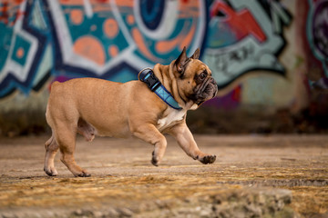 Beautiful French Bulldog Dog