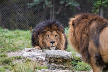 Lion fixant du regard un autre lion