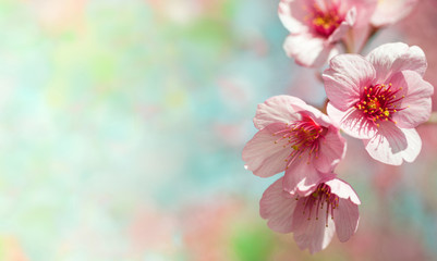 Pink cherry blossoms close up on an abstract background blurry. Place for text on the left. Selective focus.Can be used as a postcard.