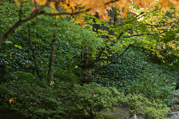 Outstanding Autumn View of Colorful Trees and Leaves in Beautiful Japanese Garden in Portland Oregon USA